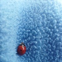 Божия коровка :: Татьяна Пальчикова Божия коровка :: Татьяна Пальчикова