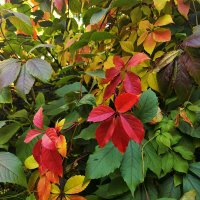 Краски осени :: Алексей Архипов