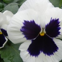 ВИОЛА :: СЕРГЕЙ ФИЛОЧКИН