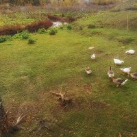Были гусь и голубь, а теперь баран и козёл, ну и птицы тоже. :: Лилия *