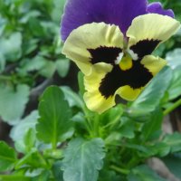 Виола :: СЕРГЕЙ ФИЛОЧКИН