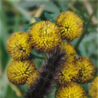 Последние (осенние) букашки 2025 . . :: AZ east3