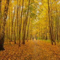 В октябрьском лесу... :: Владимир Жданов