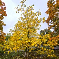 Золото осени :: Nina Streapan