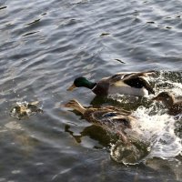 За кормом :: Виктория 