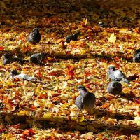 Греются на осеннем солнышке. :: Милешкин Владимир Алексеевич Греются на осеннем солнышке. :: Милешкин Владимир Алексеевич