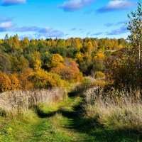 Осенний лес в октябре (репортаж из поездок по области). :: Милешкин Владимир Алексеевич Осенний лес в октябре (репортаж из поездок по области). :: Милешкин Владимир Алексеевич