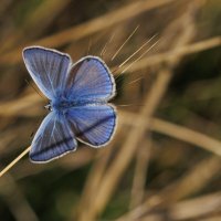 Голубянка :: Светлана Тихонина Голубянка :: Светлана Тихонина