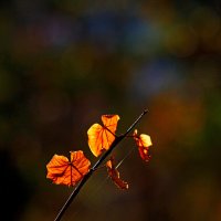 "...Сыграйте мне, нежные скрипки..." :: Светлана Тихонина "...Сыграйте мне, нежные скрипки..." :: Светлана Тихонина