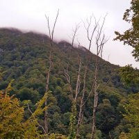 На границе с Абхазией :: Tata Wolf