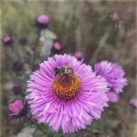 Последние (осенние) букашки 2025 . . :: AZ east3