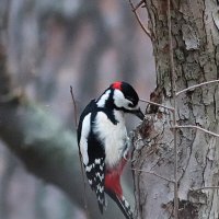 За работой :: Любовь Сахарова