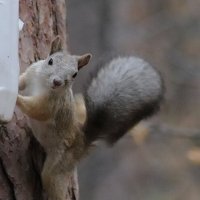 Не упусти  момент, фотограф! :: Любовь Сахарова