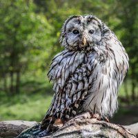 Неясыть :: SanSan 