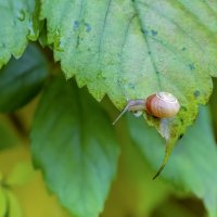Виноградная :: Валерий Иванович