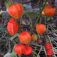 Красота физалиса :: Людмила Смородинская Красота физалиса :: Людмила Смородинская