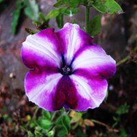 Пёстрая красотка :: Людмила Смородинская