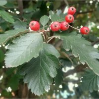 Рябина Шведская дуболистная :: Сеня Белгородский