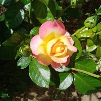 Цветы. :: Владимир Драгунский