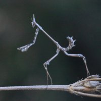 Эмпуза :: Николай Волков