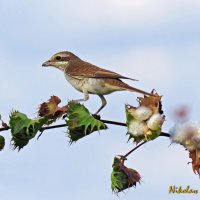 Сорокопут на хлопковой ветке :: Николай Волков Сорокопут на хлопковой ветке :: Николай Волков