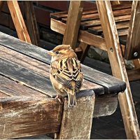 Первый посетитель утреннего кафе. :: Валерия Комова