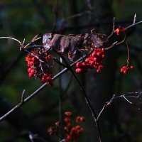 !!! :: kolyeretka !!! :: kolyeretka