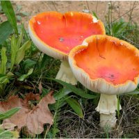 Смотрит заинька в упор Вот так чудо мухомор! :: "The Natural World" Александер Смотрит заинька в упор Вот так чудо мухомор! :: "The Natural World" Александер