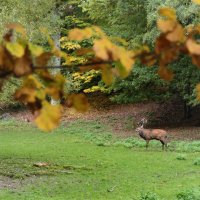 Заглянула осень в сад — Птицы улетели. :: "The Natural World" Александер Заглянула осень в сад — Птицы улетели. :: "The Natural World" Александер