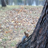 Белки Елагина острова :: Ольга Белки Елагина острова :: Ольга