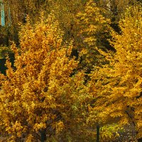 Осенние золотые краски. :: Петр Беляков Осенние золотые краски. :: Петр Беляков