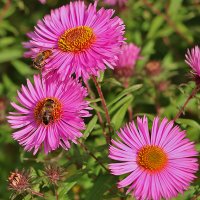 Трудяги на сентябринках :: Светлана Трудяги на сентябринках :: Светлана