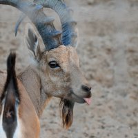 Меее))) :: Ефим Журбин