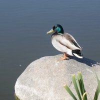 Селезень :: Рита Симонова