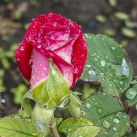 Роза :: Валерий Ткаченко