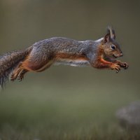 Белка :: Aleksey Afonin Белка :: Aleksey Afonin