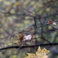 Грусть последних листьев. :: Александр Кондаков