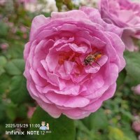 Пчела и роза :: Игорь Сарапулов