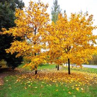 Золотая осень :: Наталья Золотая осень :: Наталья