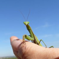 Ручной богомол :: Елена Елена Ручной богомол :: Елена Елена