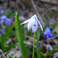 Беленький :: Елена Елена Беленький :: Елена Елена
