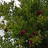 Урожай :: Галина 