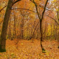 В октябрьском лесу... :: Владимир Жданов