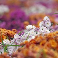 Хризантемы. Зарядье 12 октября :: Михаил Бибичков