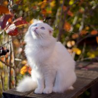 Кото-фотосессия :: Сергей Ц