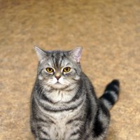 Матроскин :: Павел Трунцев