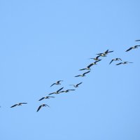 дикий мир осенью :: ИННА ПОРОХОВА