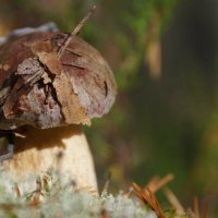 боровик :: Ольга Cоломатина