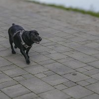 На прогулке :: Игорь Протасов