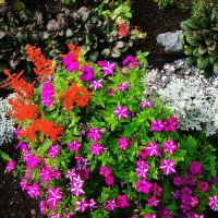 Городские цветы... Летнее настроение...)) 1 :: Игорь Тельцов